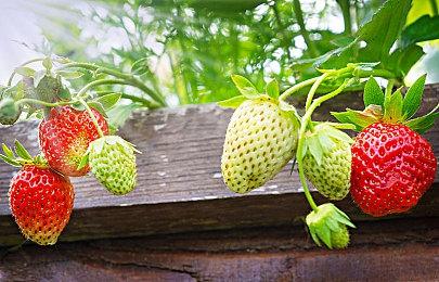 《光环》电视剧第二季首张海报公布 2024年2月8日首播